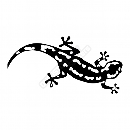 ADESIVI SALAMANDRA